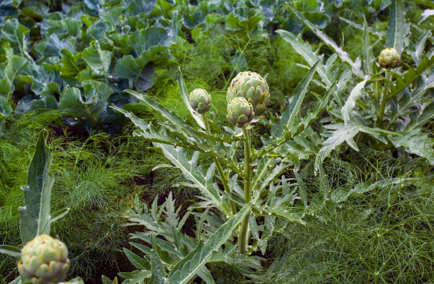 Asparagus and Artichoke